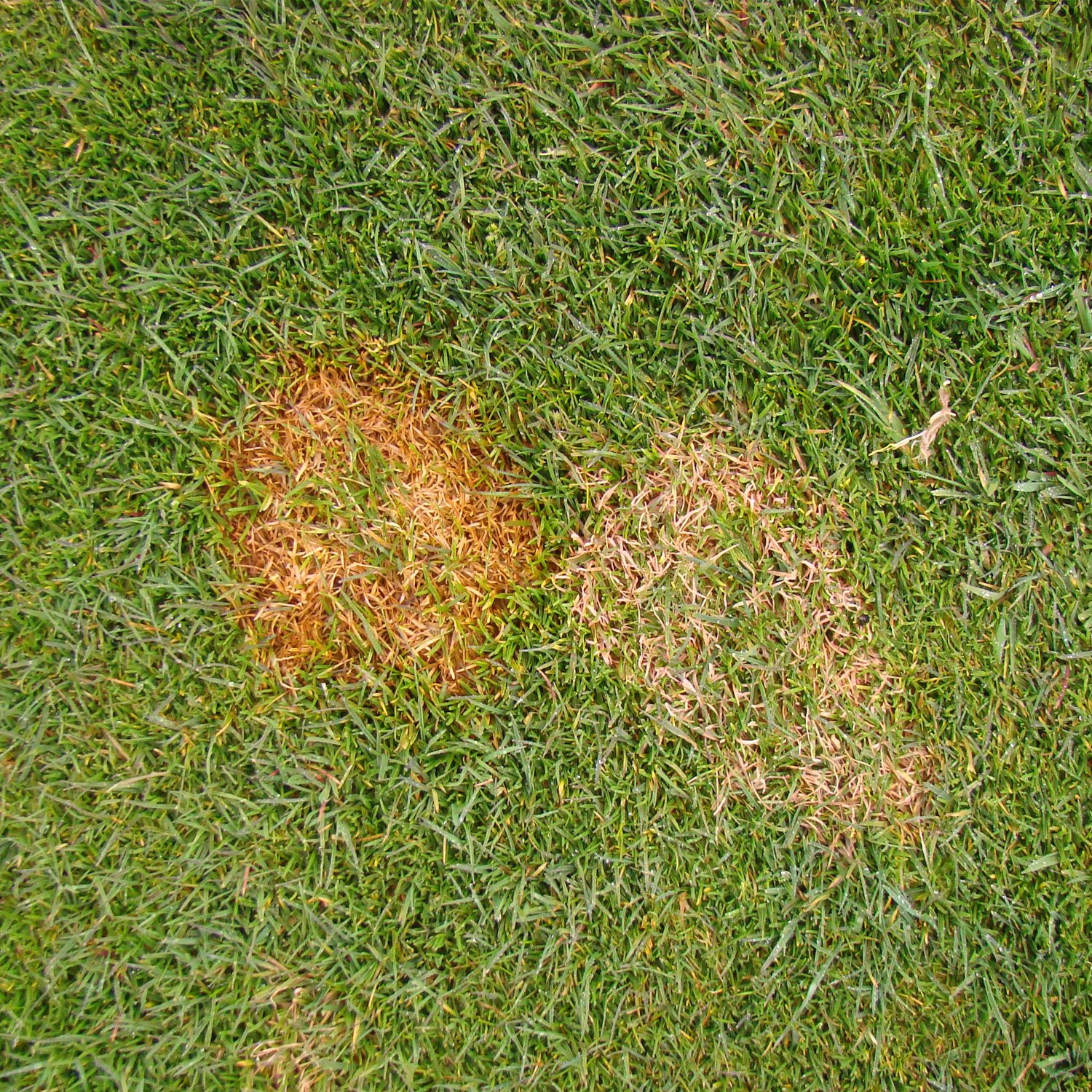 How To Get Rid Of The Yellow Spots On Your Lawn