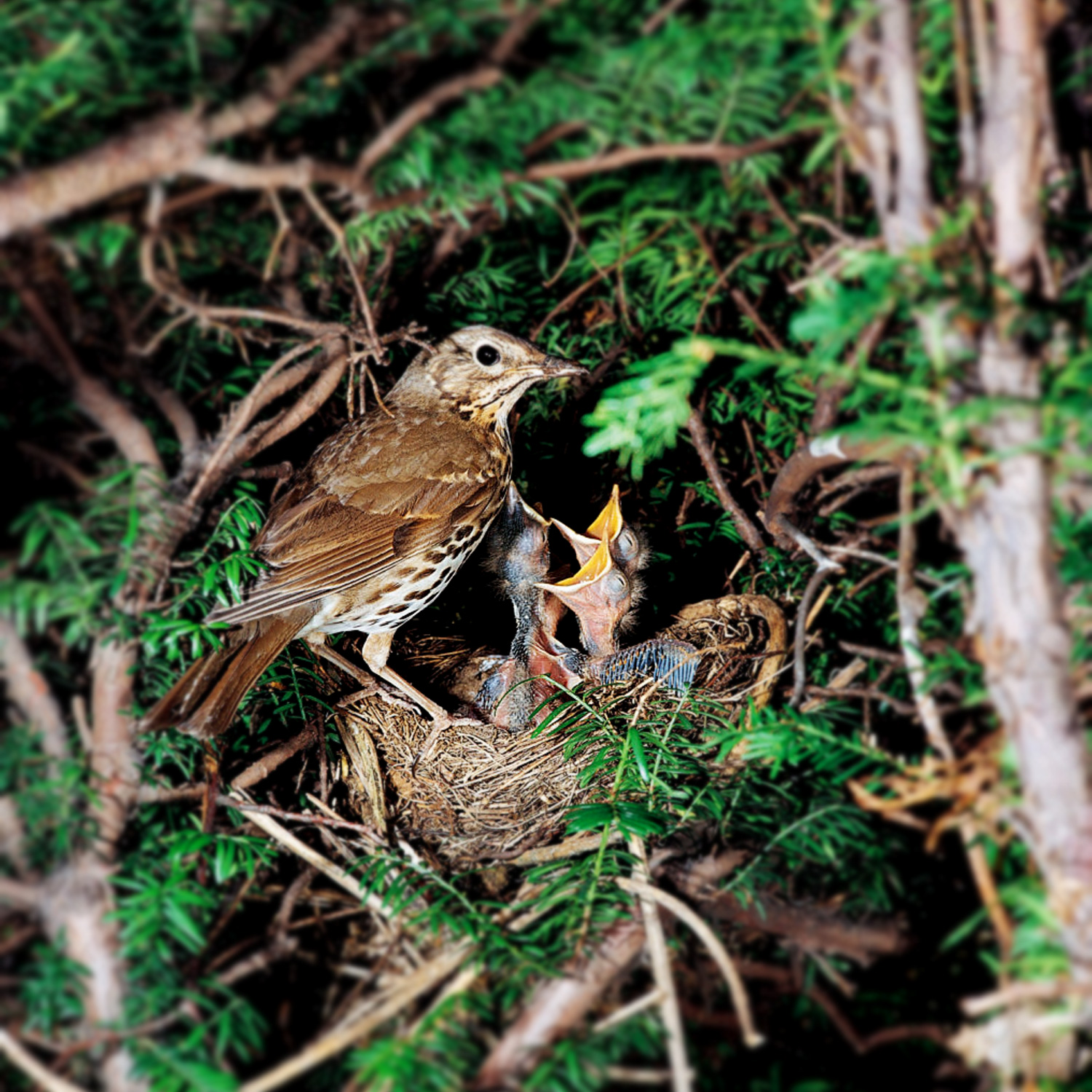 Check for Wildlife Before Cutting Hedges, Trees and Lawns