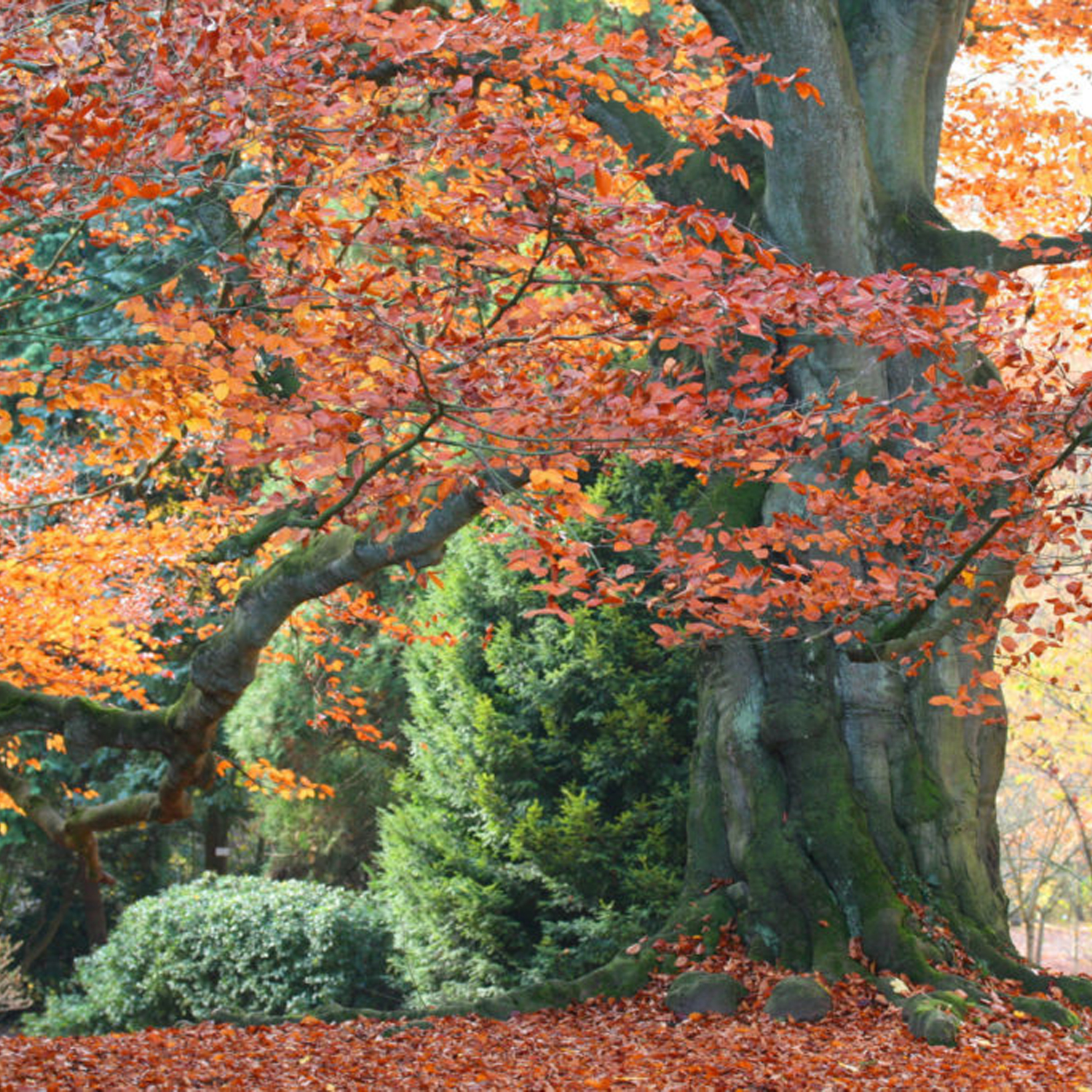 Seasonal Change