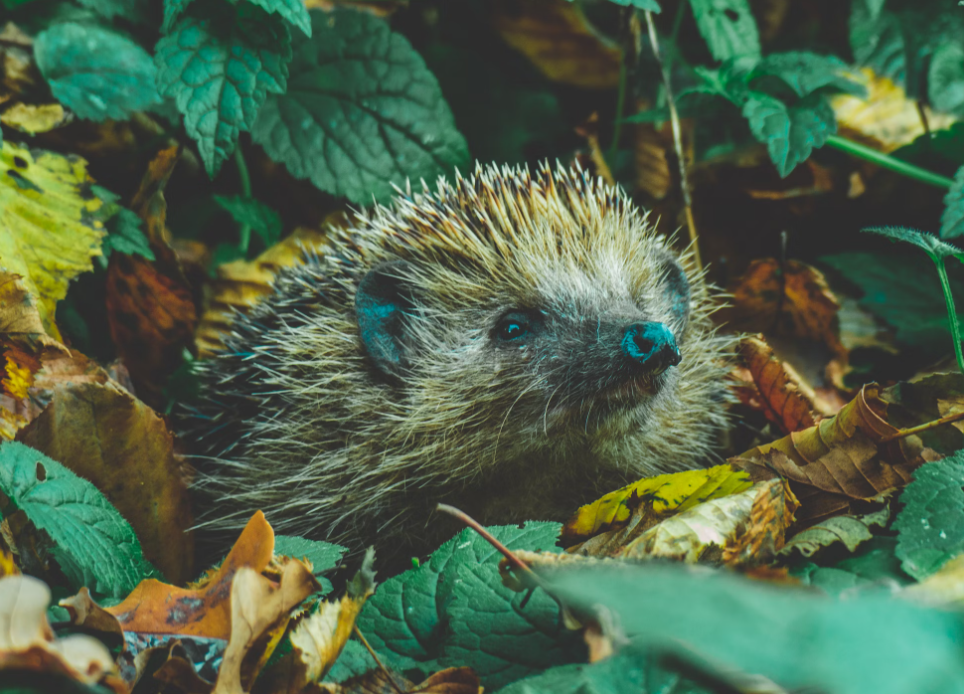 ParkerBrand Advice: Check for Hedgehogs Before Working on Your Garden