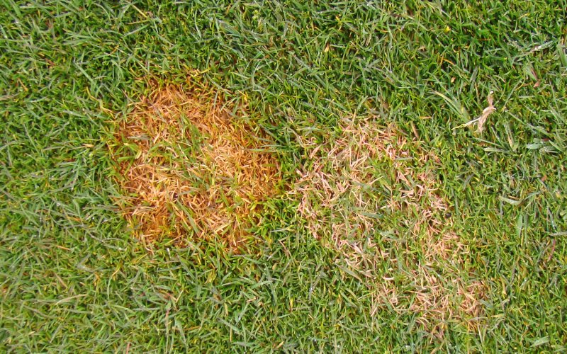 How To Get Rid Of The Yellow Spots On Your Lawn