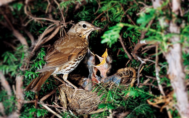 Check for Wildlife Before Cutting Hedges, Trees and Lawns