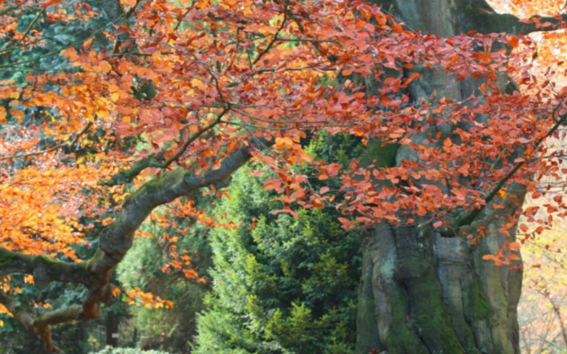 Seasonal Change