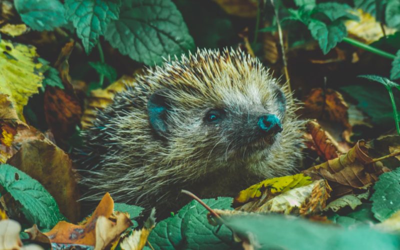 ParkerBrand Advice: Check for Hedgehogs Before Working on Your Garden