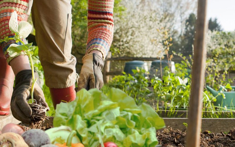 ParkerBrand: Some of the Best Machines for Your Allotment